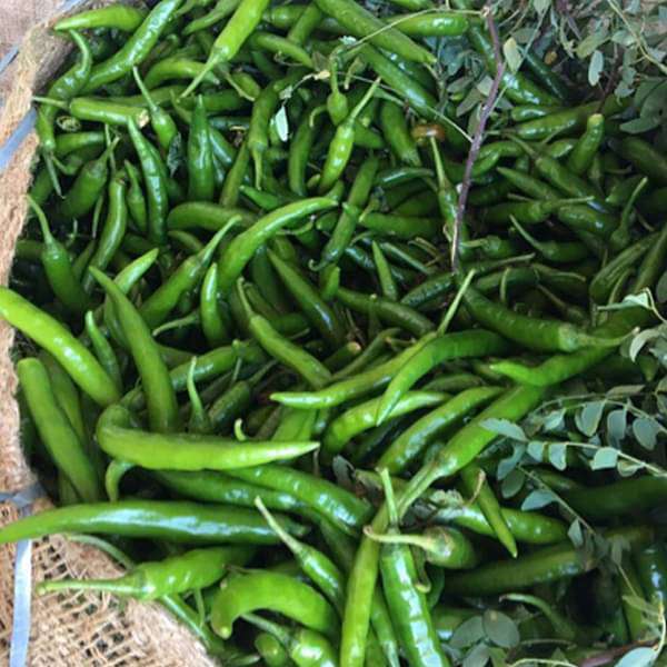 Rainy Sowing Vegetable and Herb Seeds