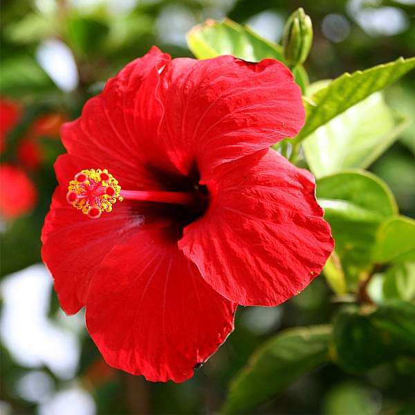 Red Flower Plants