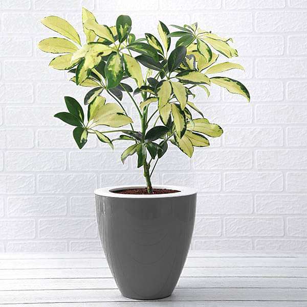 Schefflera Plants