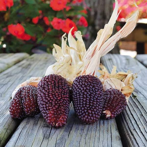 Seeds Can be Grown in Pots