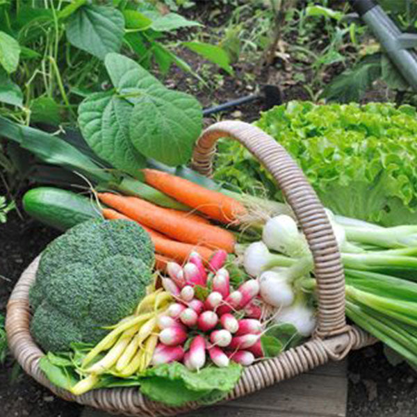 Seeds for Salads