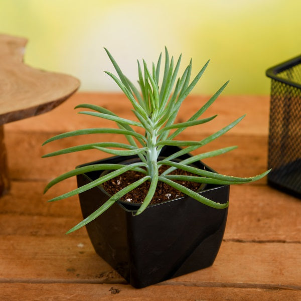 Senecio Plants