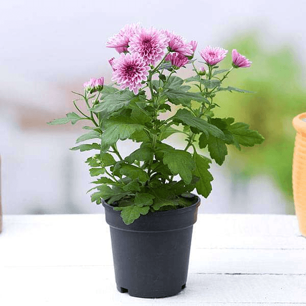 Chrysanthemum Plants