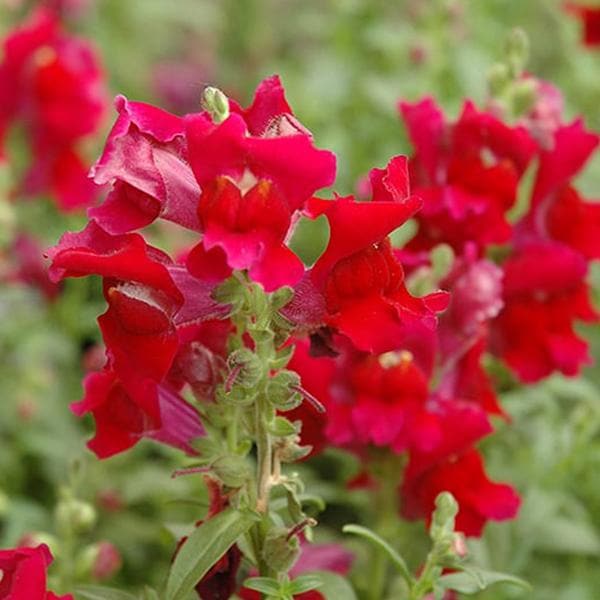 Snap Dragon