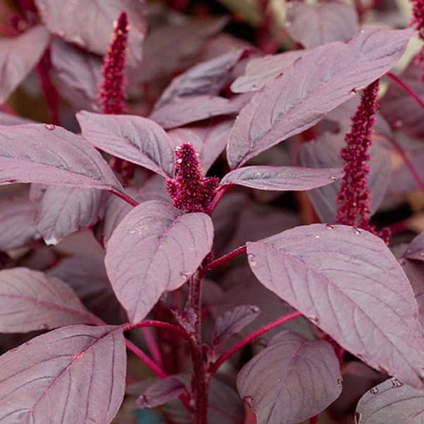 Spice Plants And Edible Herbs