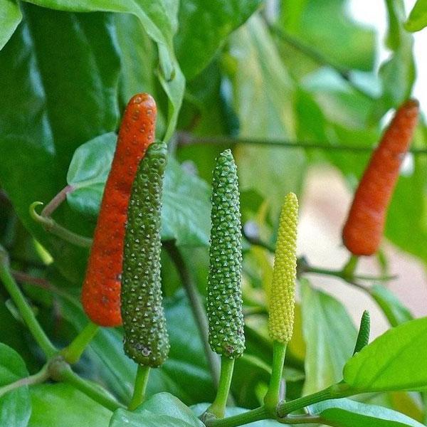 Spice Plants