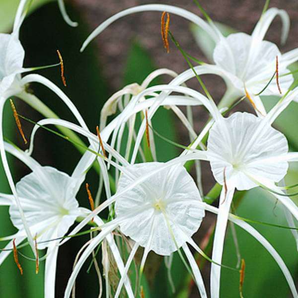 Spider Lily