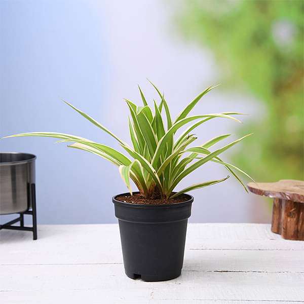 Spider Plants