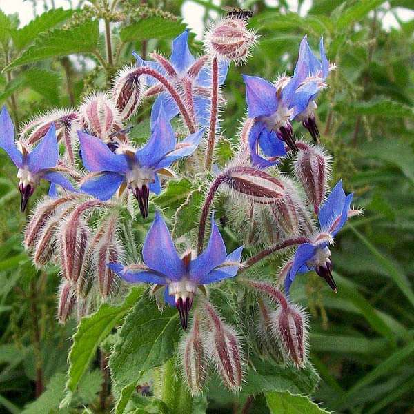 Summer Sowing Herb Seeds