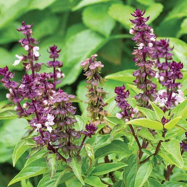 Vegetable Herb Seeds to Sow in All Seasons