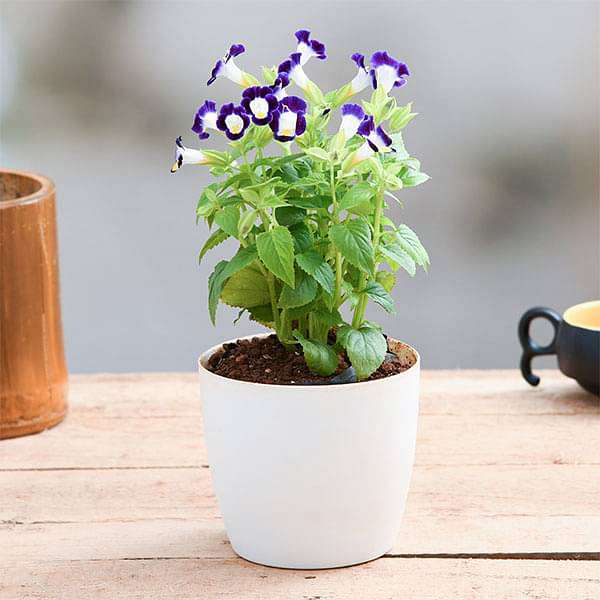 Torenia Plants