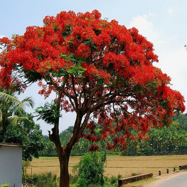 Tree and Forestry Seeds