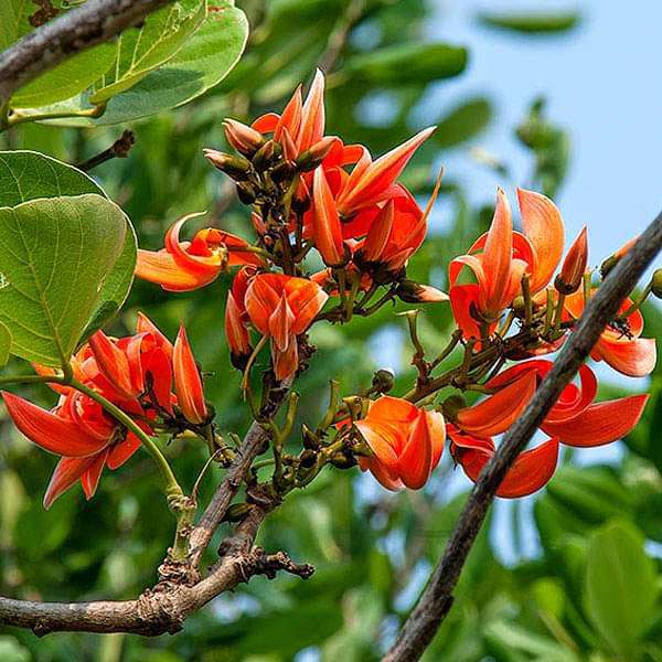 Tree Seeds