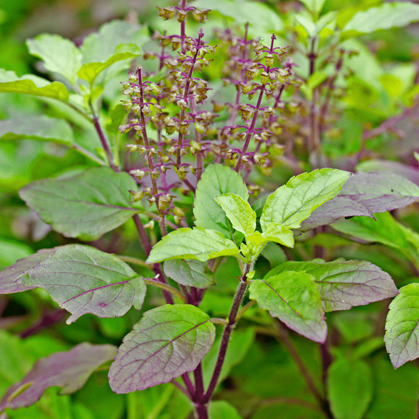 Tulsi Seeds