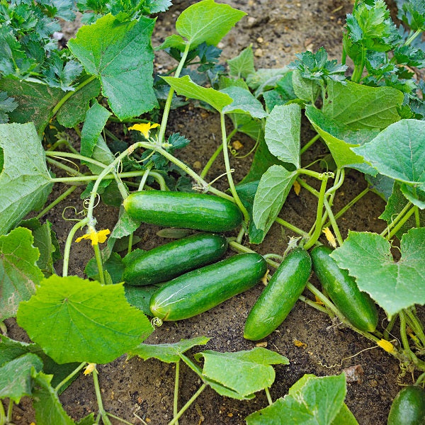 Vegetable Plants Seeds