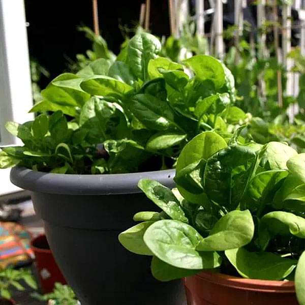 Vegetable Seeds Can be Grown in Pots