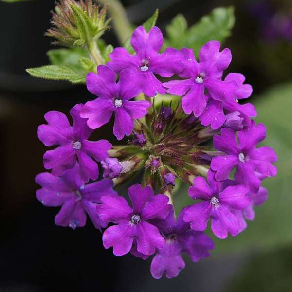 Verbena