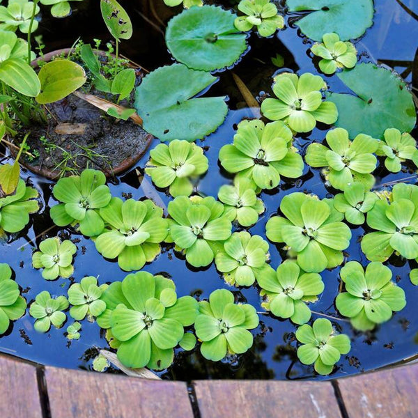 Water Plants Name