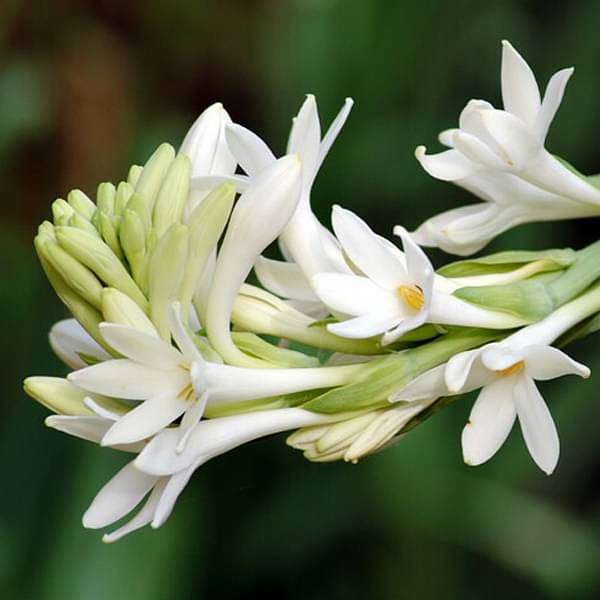 White Flower Bulbs