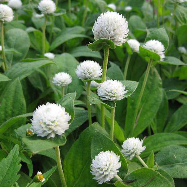 White Flower Seeds