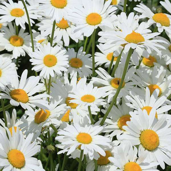 White Flowers Plants