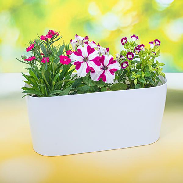 Window Sill Garden