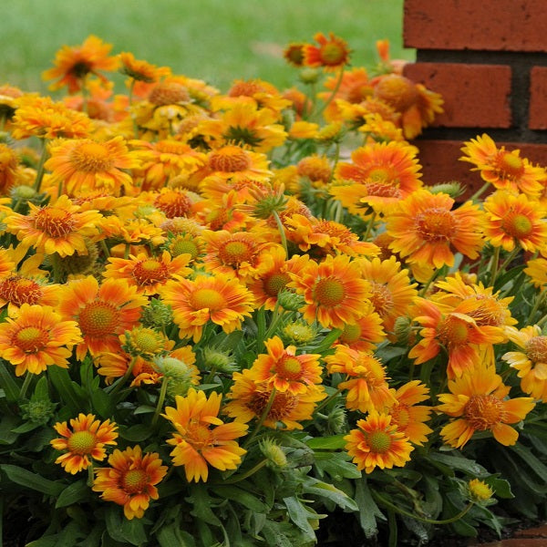 Winter Sowing Flower Seeds