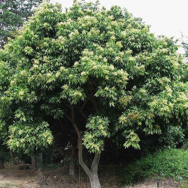 Winter Sowing Tree And Forestry Seeds