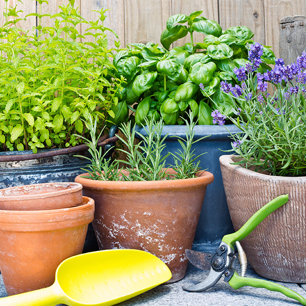 Winter Sowing Vegetable Seeds