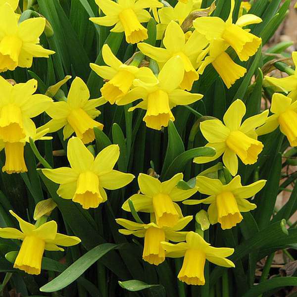 Yellow Flower Bulbs