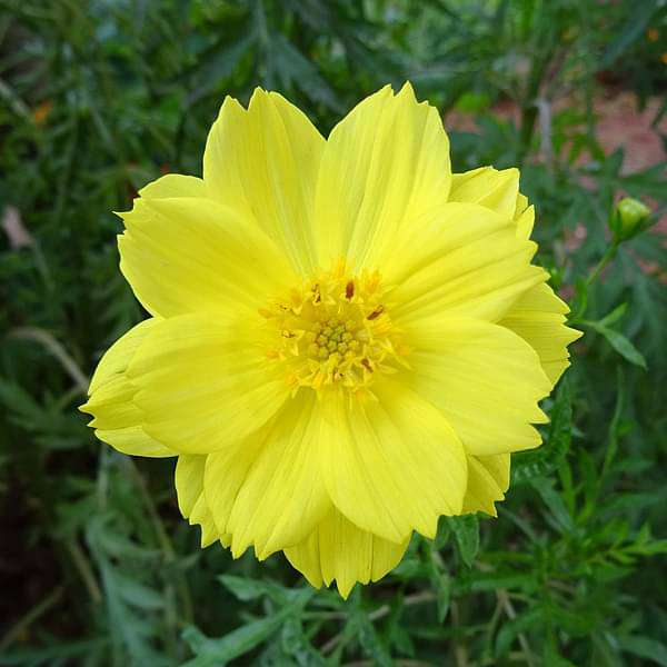 Yellow Flower Plants