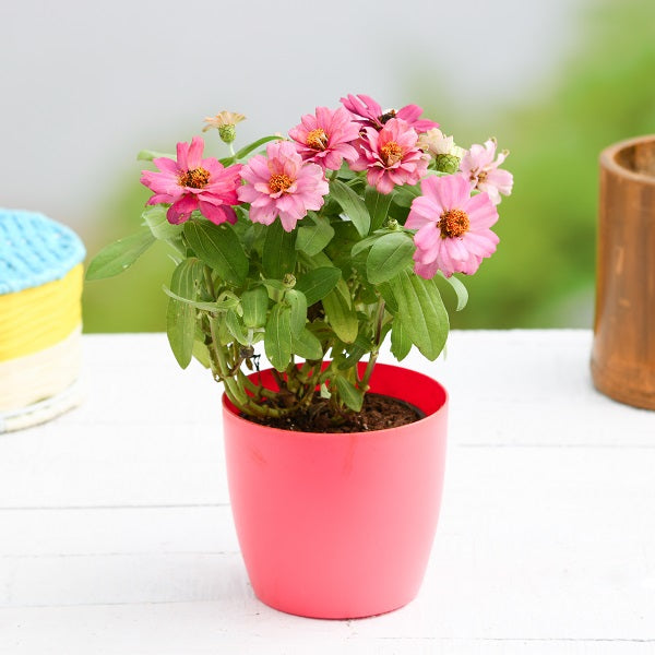 Zinnia Plants