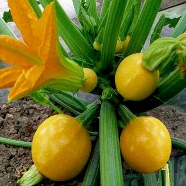 Zucchini Seeds