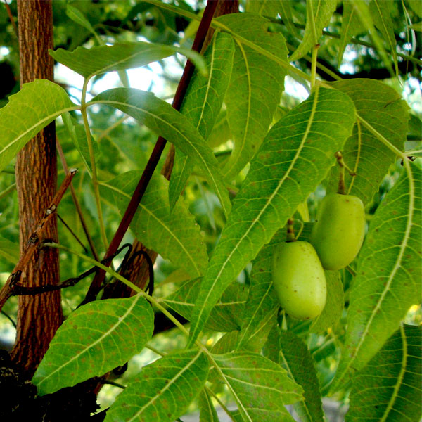 Medicinal Forestry Seeds