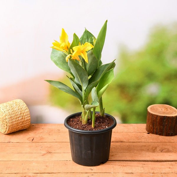 Canna Plants