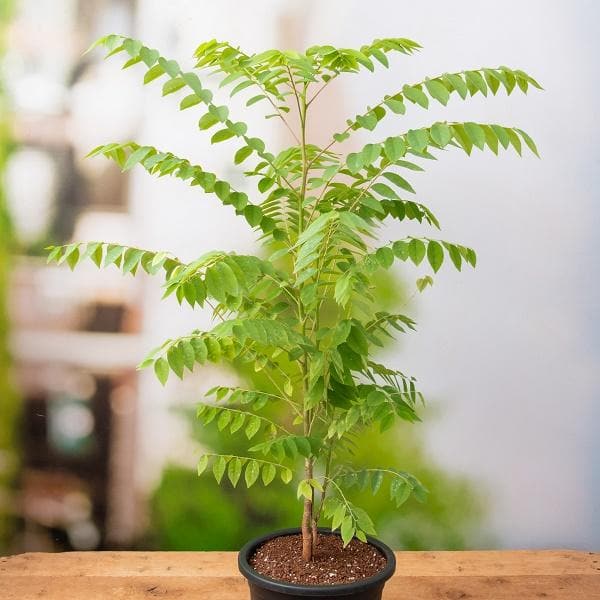 Star Gooseberry, Harfarauri - Plant