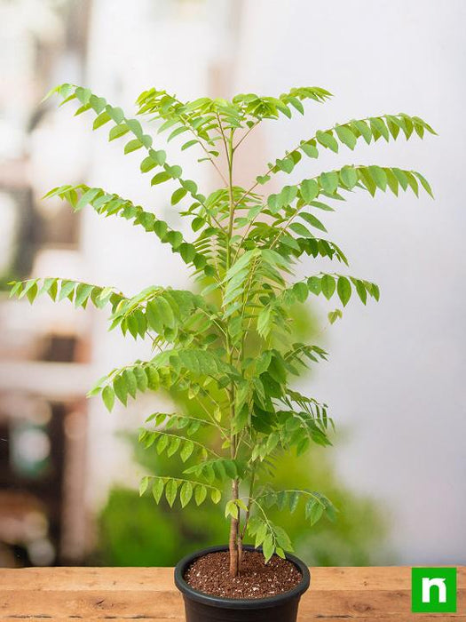 Star Gooseberry, Harfarauri - Plant