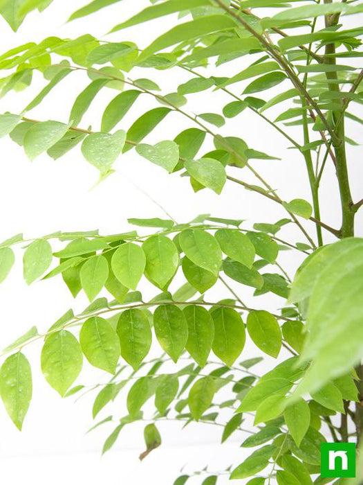 Star Gooseberry, Harfarauri - Plant