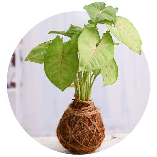 Kokedama