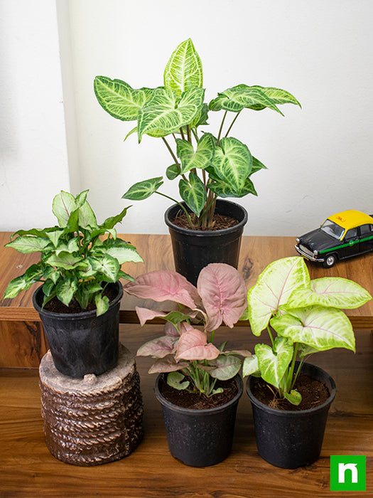 Pack of 4 Syngonium Plants for Forever Green Garden