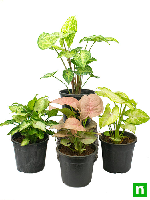 Pack of 4 Syngonium Plants for Forever Green Garden