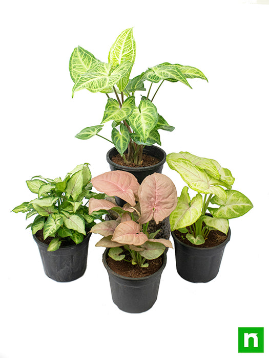 Pack of 4 Syngonium Plants for Forever Green Garden