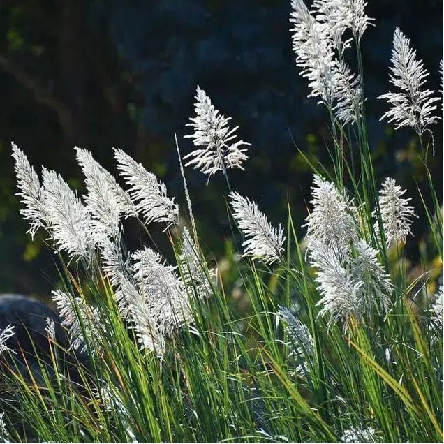 Pampas Grass, Cortaderia selloana (white) - Plant