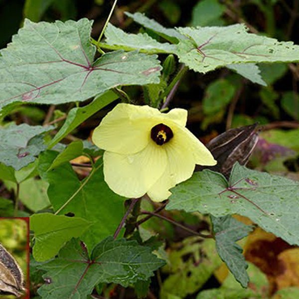 abelmoschus moschatus - plant