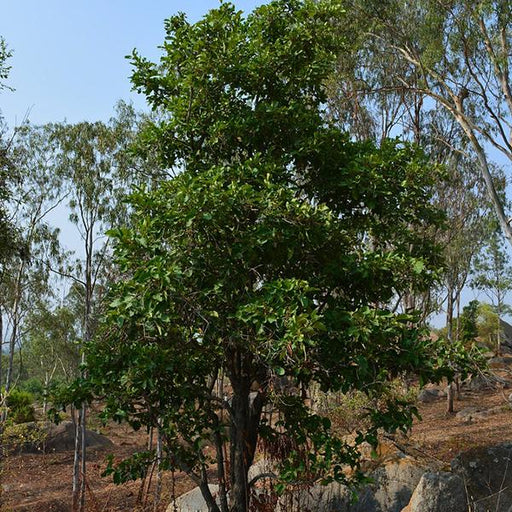 diospyros melanoxylon - 0.5 kg seeds