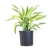 dracaena lemon lime - plant