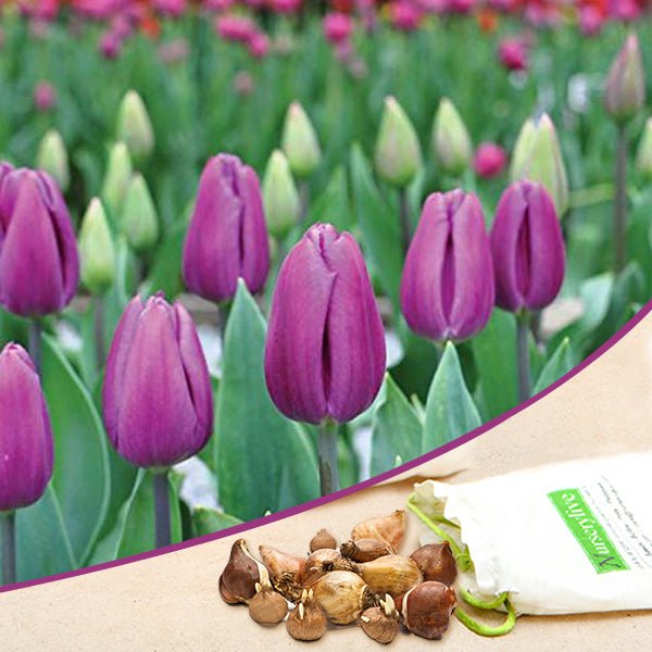 tulip - bulbs