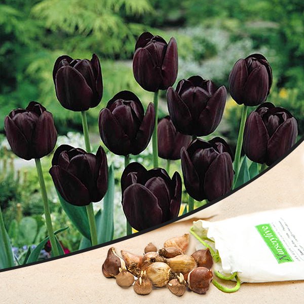 tulip - bulbs