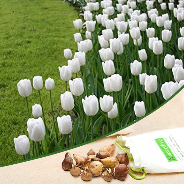 tulip - bulbs