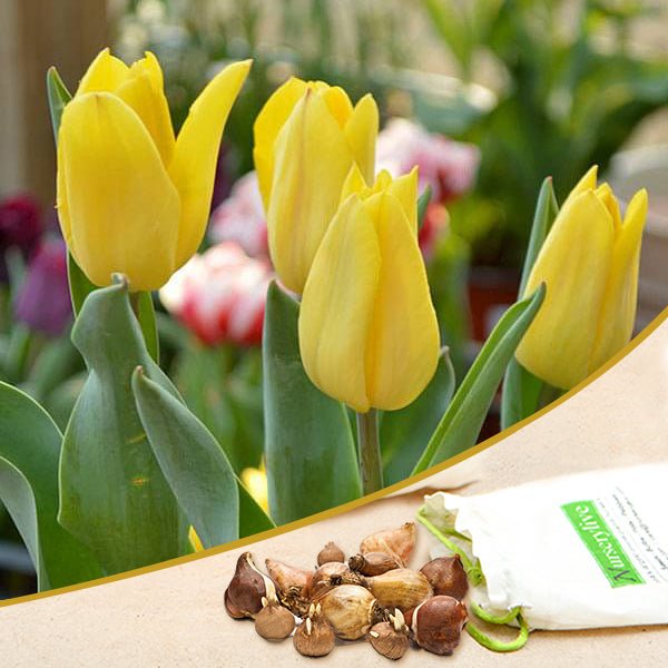 tulip - bulbs